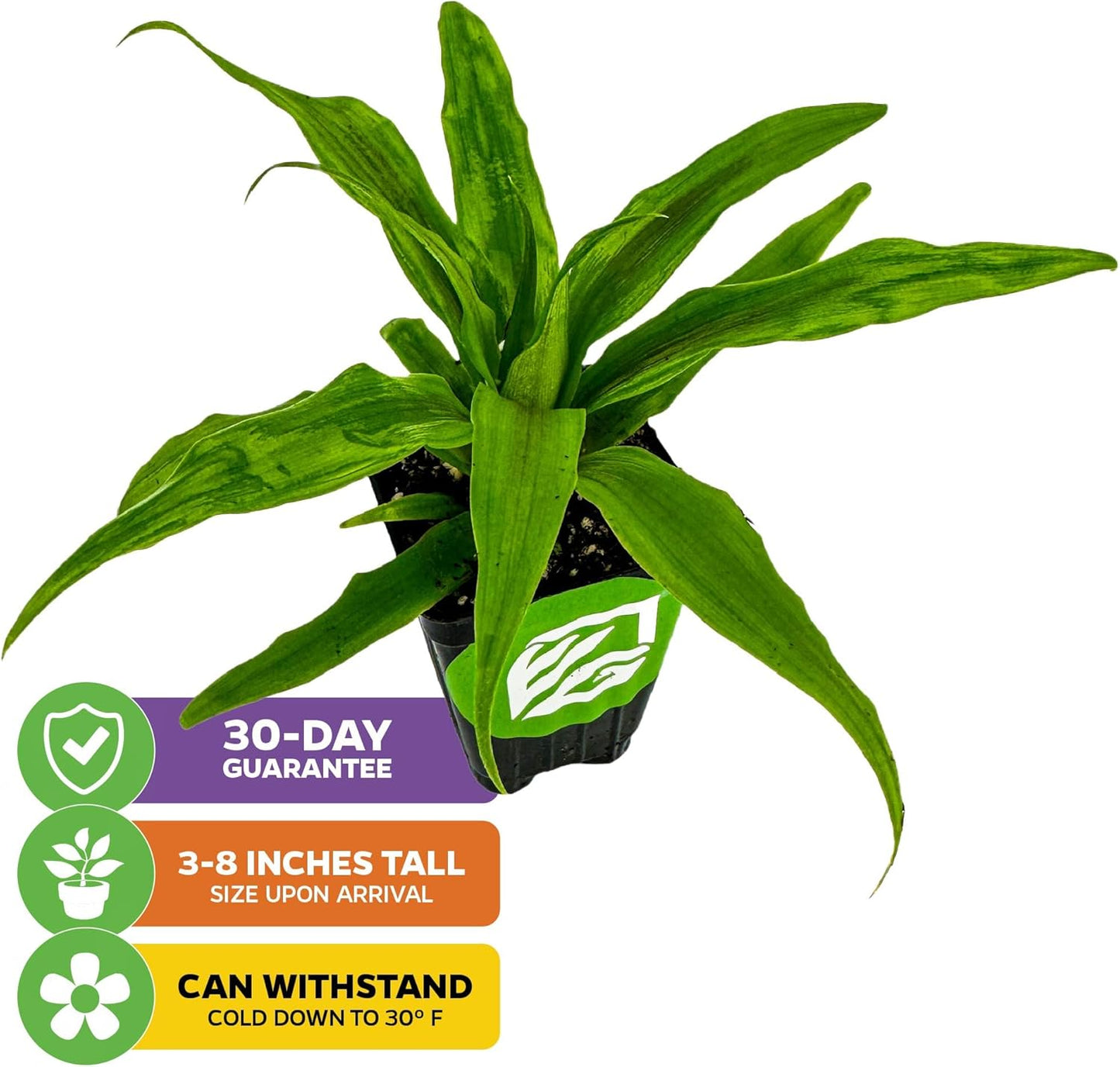 Florida Special Pineapple Live Plant - Ananas Comosus - Wellspring Gardens Starter Plant - Ideal Pineapple Plant Live Easy to Grow Starter Plant Great for Outdoor and Patio Planting Growth Potential