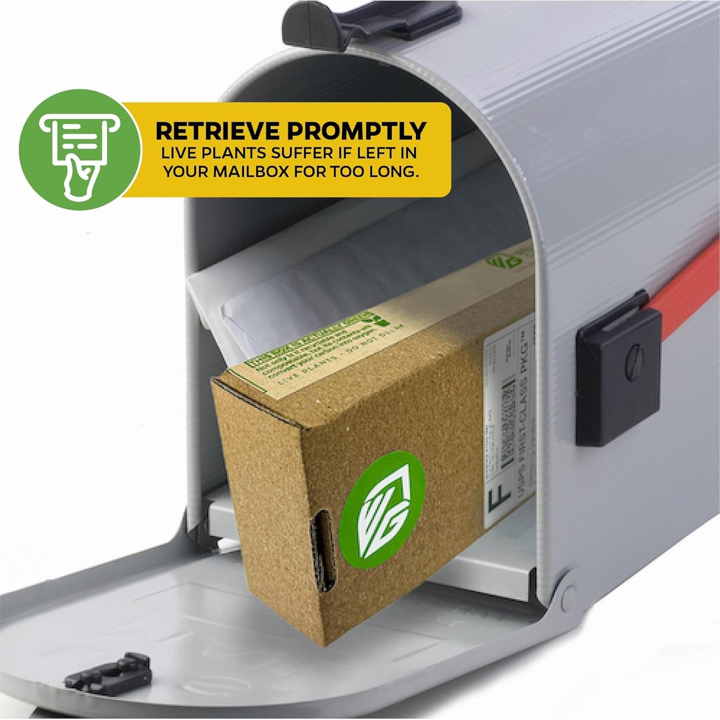 Granadilla Passion Fruit Vine Live Plant (Giant Granadilla) – Passiflora quadrangularis by Wellspring Gardens – Huge Edible Fruit – Fast-Growing & Ornamental – Great for Trellises & Fences (2-Pack)