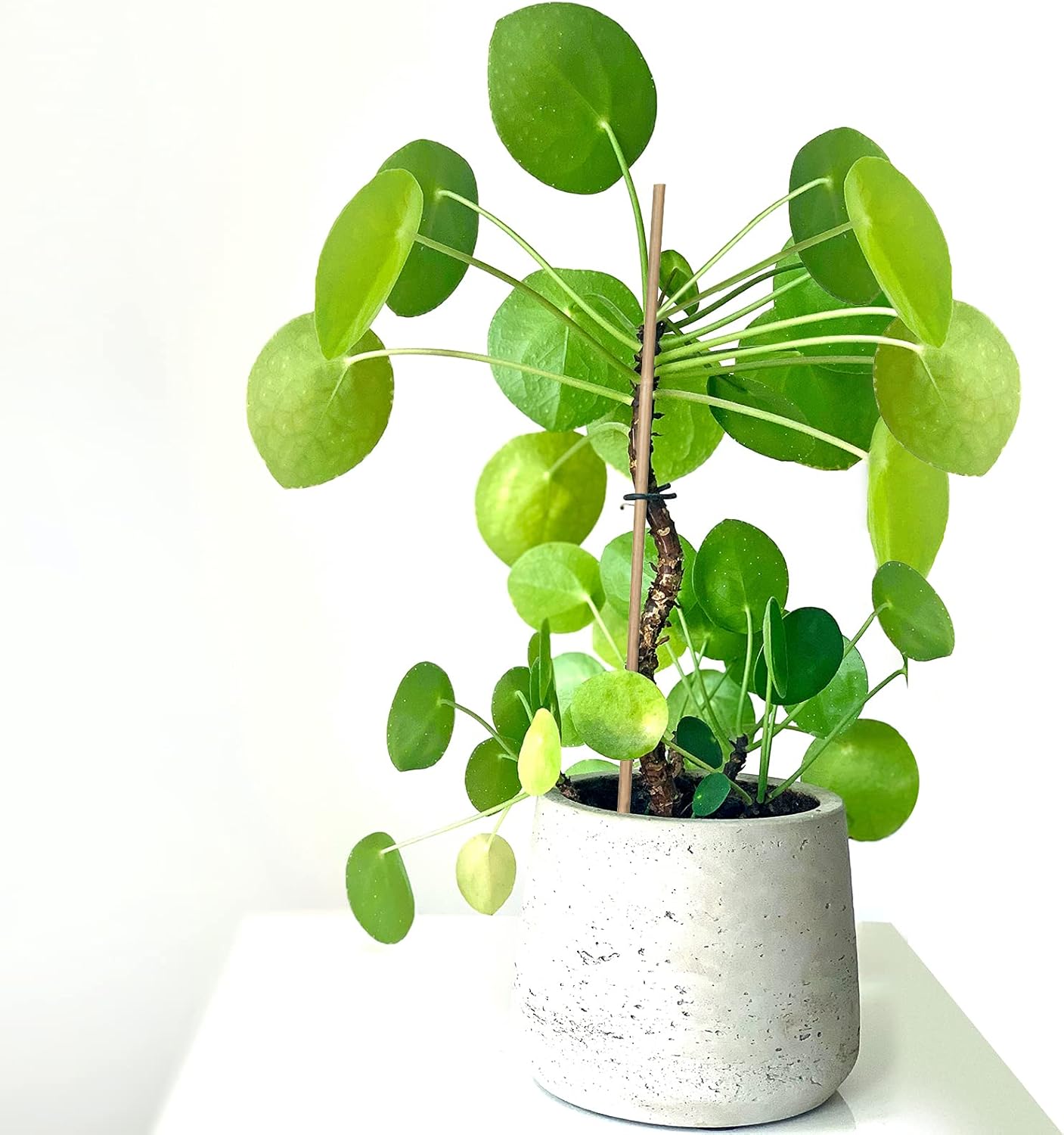 Plant Stakes Natural Garden Bamboo Sticks for Indoor and Outdoor Plants, GAGINANG 20pcs Plant Support Stakes for Tomatoes, Beans, Potted Plants - 16 inches