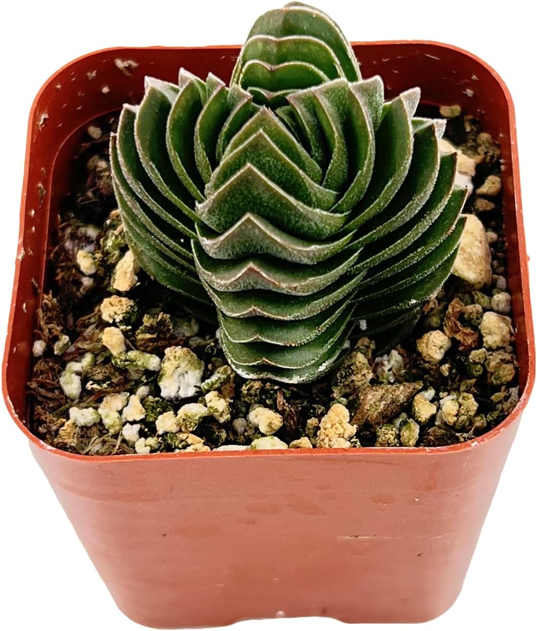 2" Live Succulent Crassula cv. Buddha's Temple, Succulent Plants Fully Rooted in Pots, Unique House Plant for DIY, Party Favor, Home Office Decoration