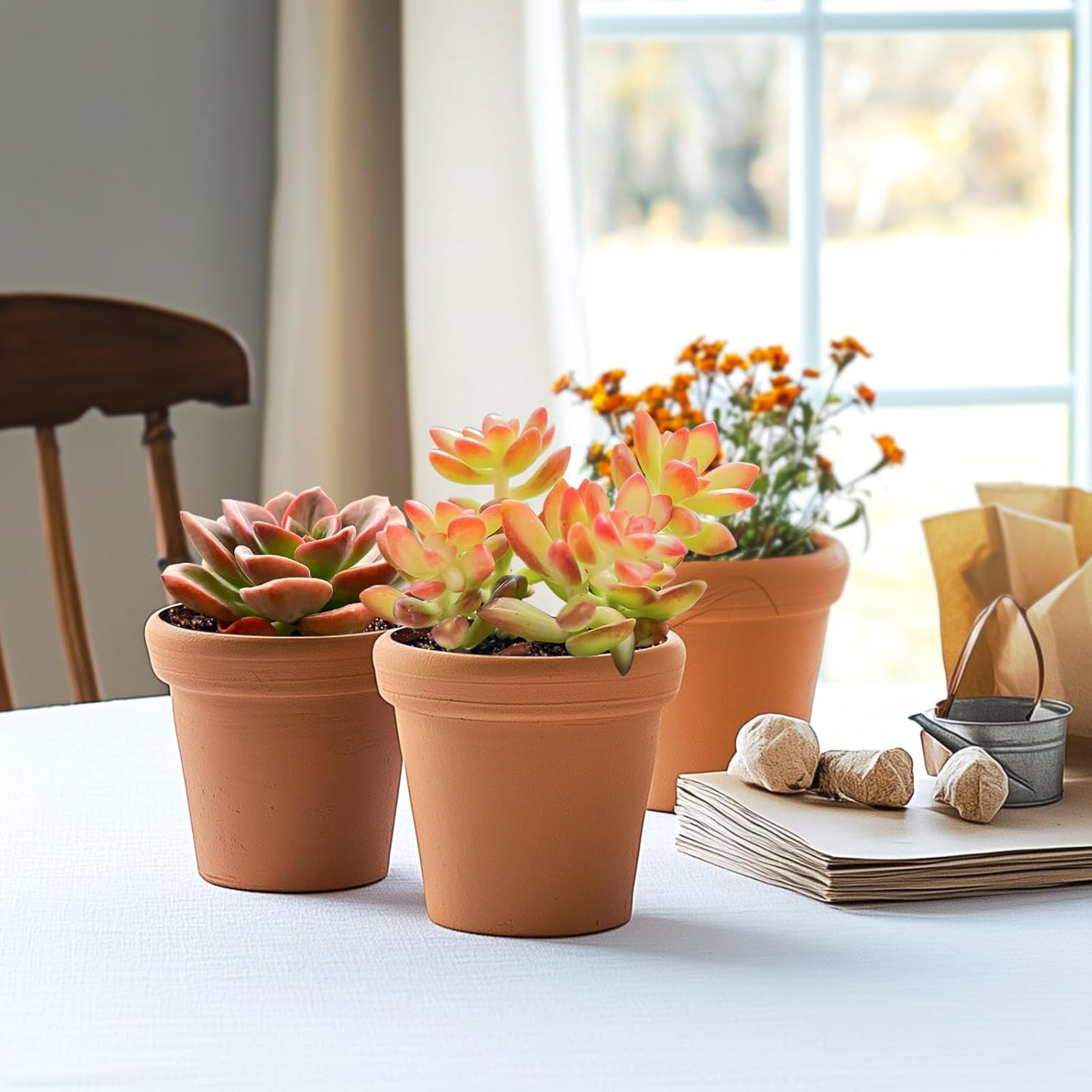 2" Live Succulent 'Sedum adolphii Shooting Stars', Rare Succulent Plants Fully Rooted in Pots, Unique House Plant for DIY, Party Favor, Home Office Decoration