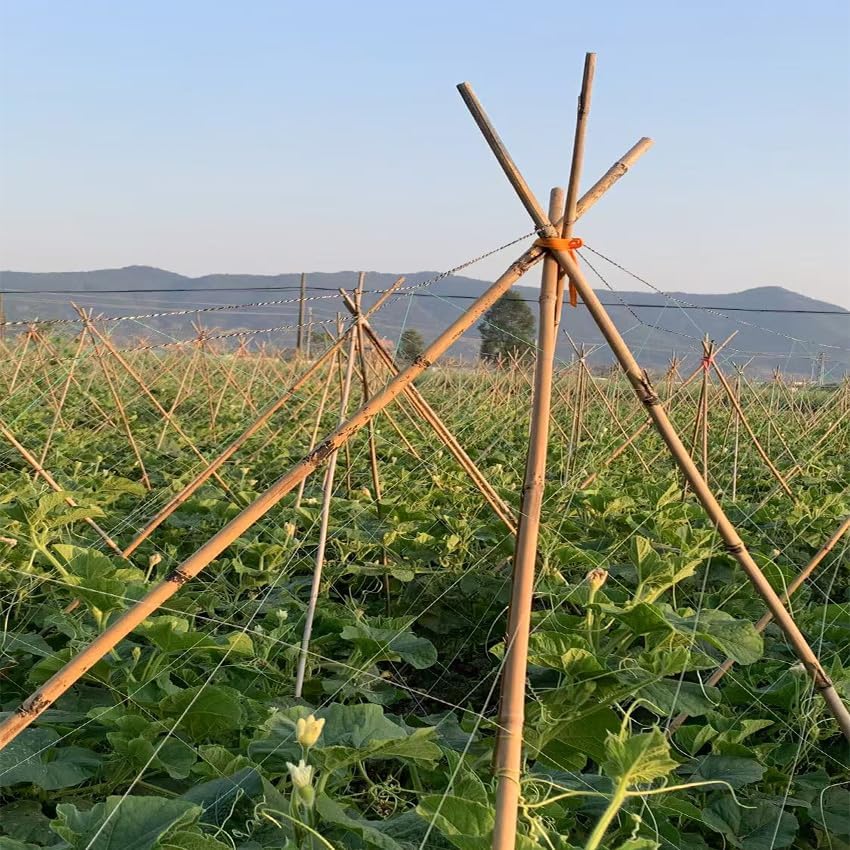 Plant Bamboo Post,6Feet,Bamboo Garden Stakes,50PcsBamboo Stakes,for Tomato,Beans,Vegetable and Flowers, Potted Plants,Indoor and Outdoor Climbing Plants