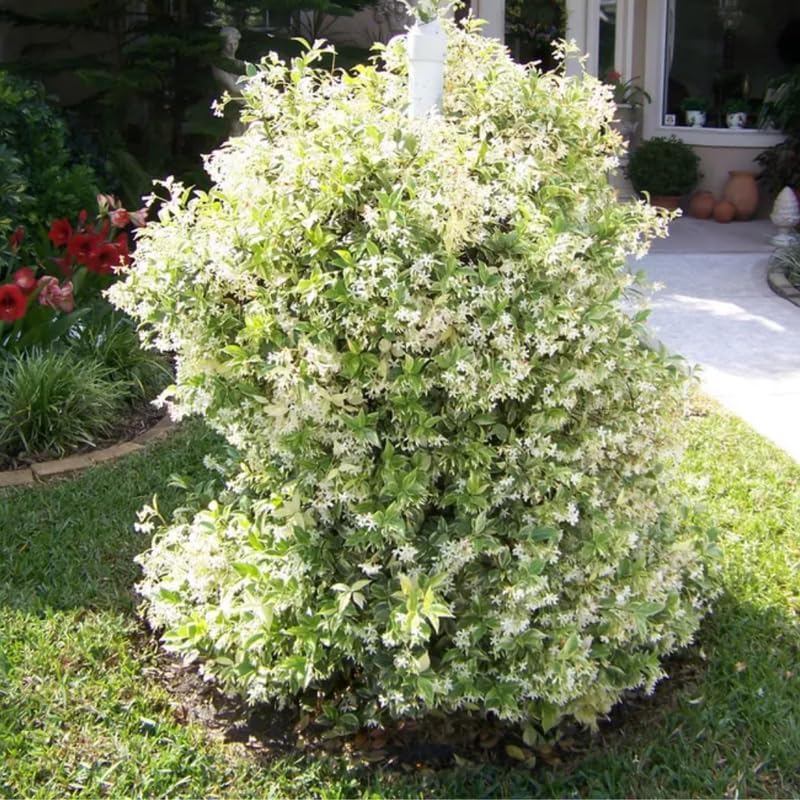 2 Night Blooming Jasmine Plants Live, Climbing Jasmine Indoor Outdoor Live, Fragrant, 5-9" in Tall, No Pot, Hardy and Fast-Growing