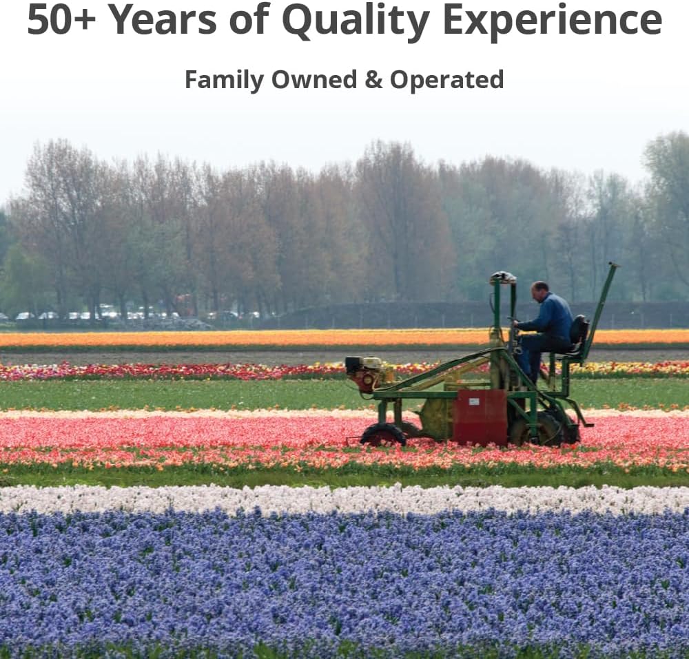 Jurassic Park Reblooming Bearded Iris - Grows Year After Year - Perennial, Fragrant & Great for Cut Floral Arrangements - Easy to Grow Fall Planting Bulbs by Willard & May