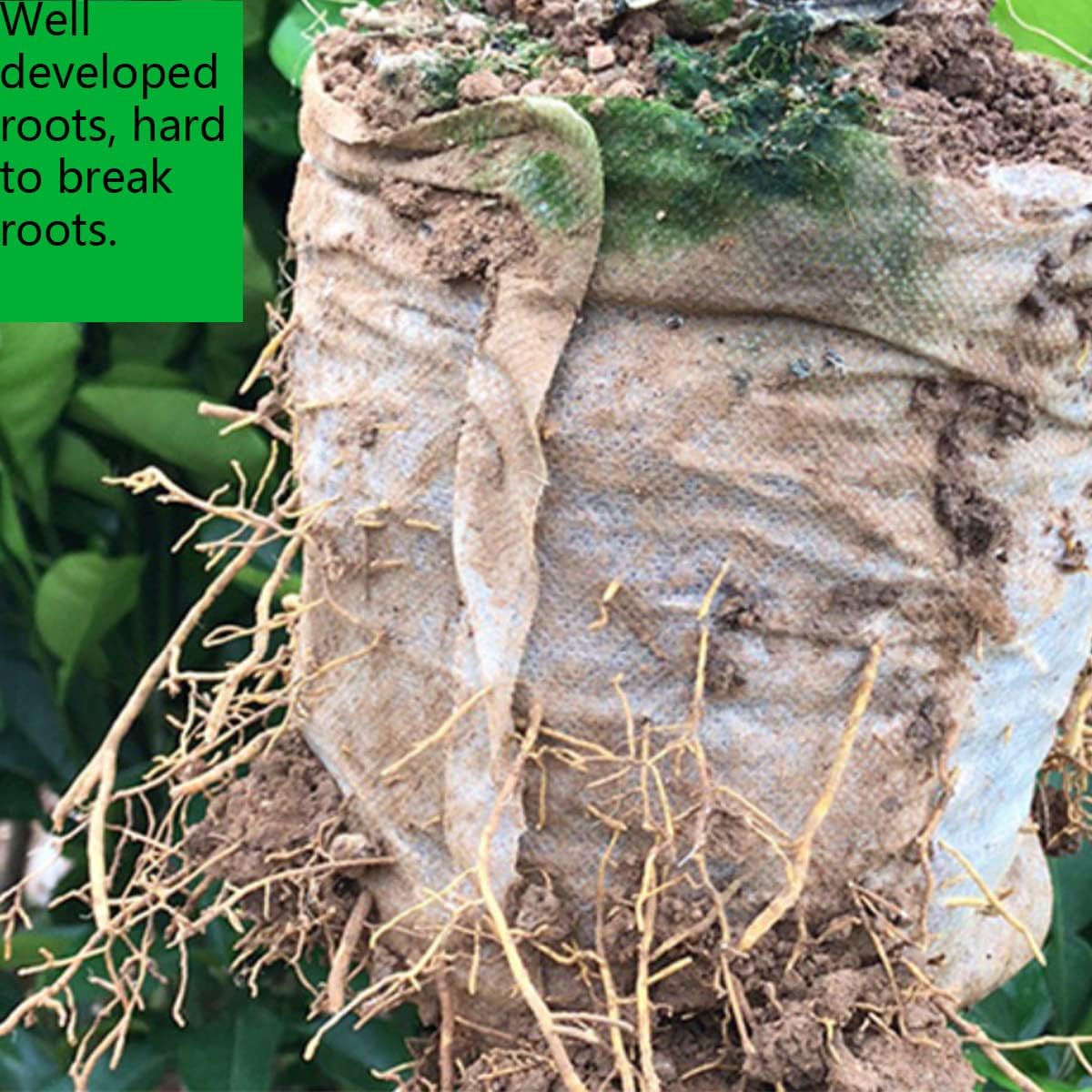 gardtree Plant Nursery Bags 11.7” x 13.5” 100PCS, Non-Woven Biodegradable Plant Grow Bags Fabric Seedling Starter for Vegetable Flower Fruit Saplings Tree, Home Garden Supply