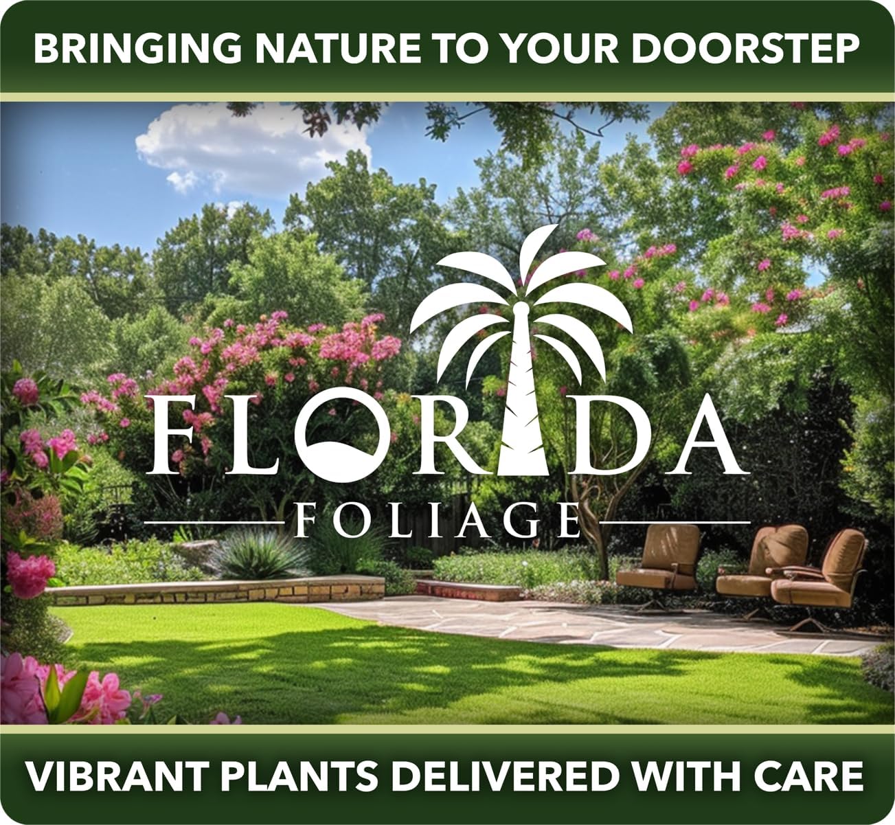 Podocarpus Macrophyllus Japanese Yew | 60 Live Plants | Podocarpus macrophyllus | Privacy Hedge Shrub | Evergreen Landscaping Plants for Gardens & Borders