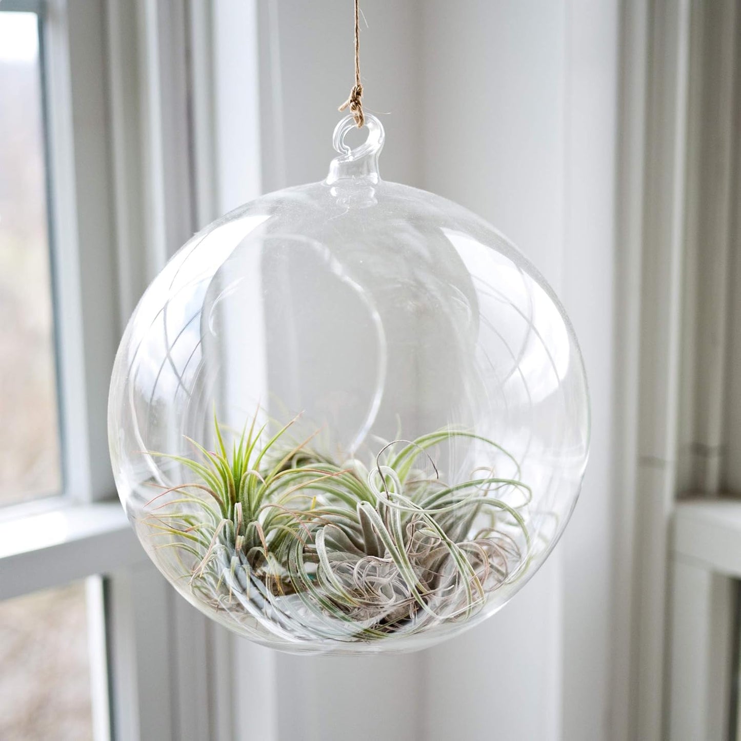 WGV Hanging Terrarium Globe, Width 8", Height 9", DIY Air Succulent Planter, Clear Glass Vase Orb with Flat Bottom, Candle Holder for Windowsill Outdoor Garden Decor, 1 Piece