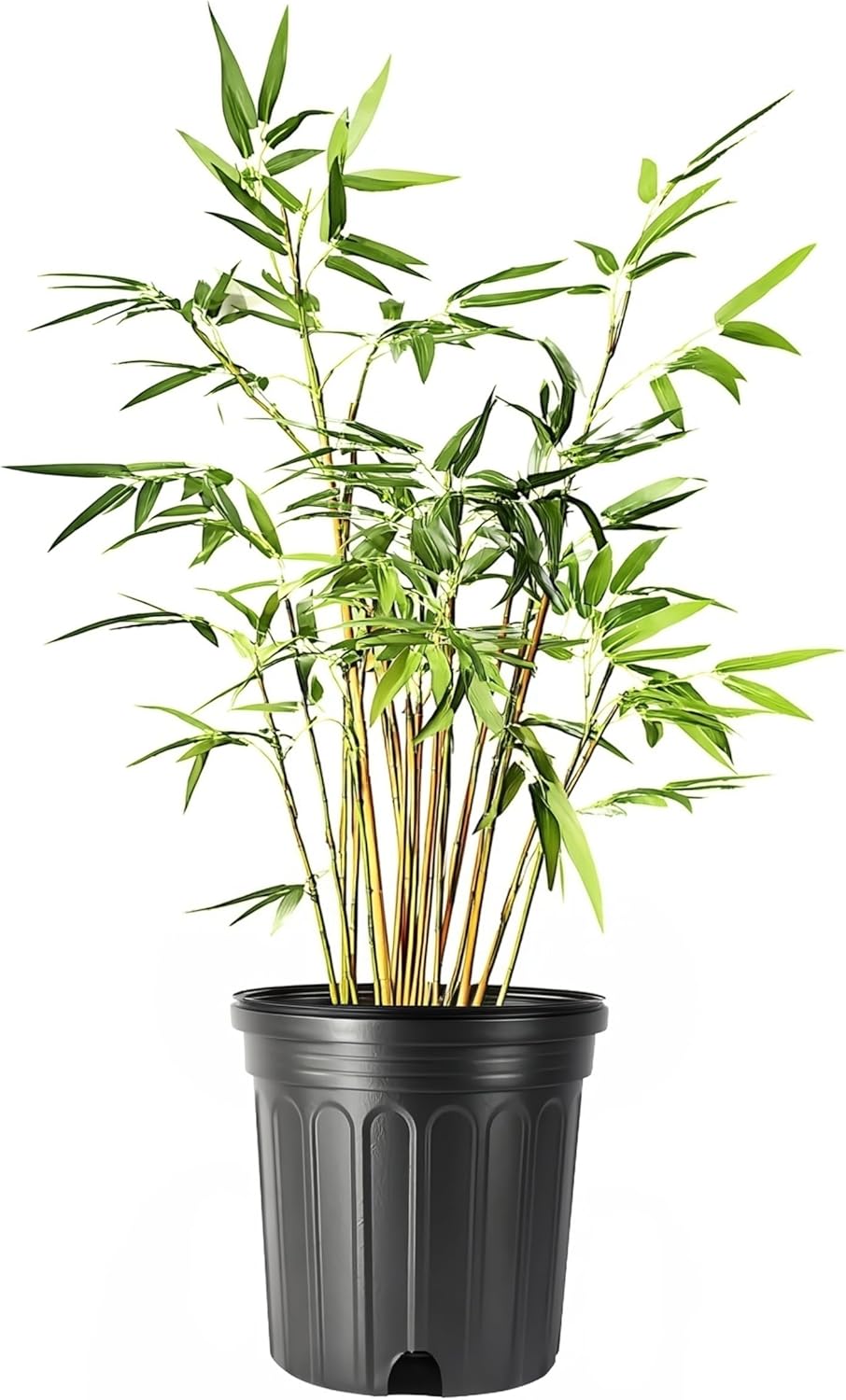 Green Hedge Bamboo | 1 Large Gallon Size Plant | Bambusa multiplex | Fast Growing Privacy Screen | Clumping Bamboo for Landscapes Gardens Walkways Accent Foundation Beds Decorative Garden