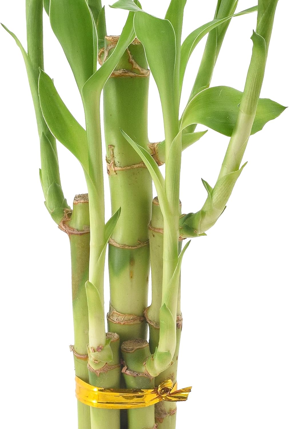 5-Stem Lucky Bamboo, Live Indoor Plant in Dimension II Ceramic Planter for Home, Work, or Gift, Black ***Cannot Ship to Hawaii***