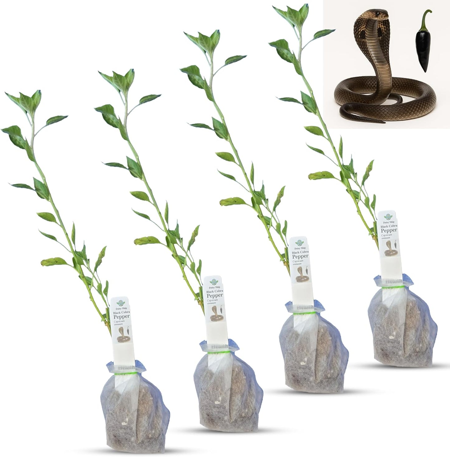 Premium Black Cobra Pepper (Capsicum Annuum) - Rare & Exotic Hot Chili Pepper, Perfect for Home Gardening and Gourmet Cooking (4 bkcbr pep Bags)