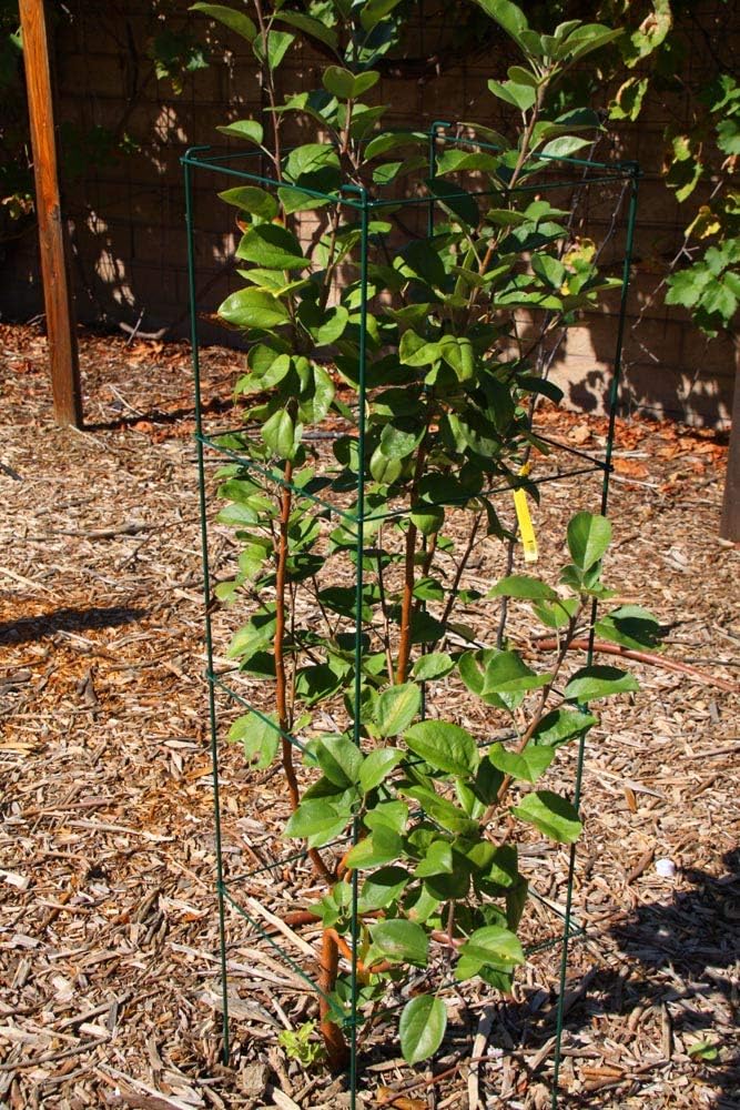 Green Square Folding Tomato Cage Plant Support Stake Tower 12 inch by 46 inch, Pack of 2 Sets
