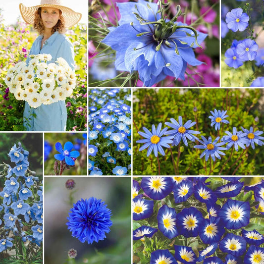 Eden Brothers Blue Ribbon Flower Mixed Seeds for Planting, 1/4 lb, 120,000+ Seeds with Blue Bell, Cornflower Blue, Chicory, Attracts Pollinators, Plant in Spring or Fall, Zones 3, 4, 5, 6, 7, 8, 9, 10