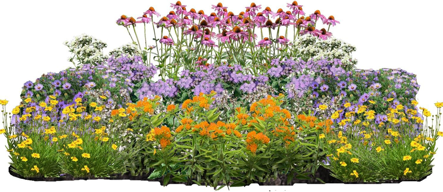 32 Live Outdoor Native Plants for Full Sun from My Home Park – Includes Aromatic Aster, Blue Mistflower, Lanceleaf Coreopsis, Mountain Mint & Purple Coneflower – Not Seeds – Easy to Grow Perennials