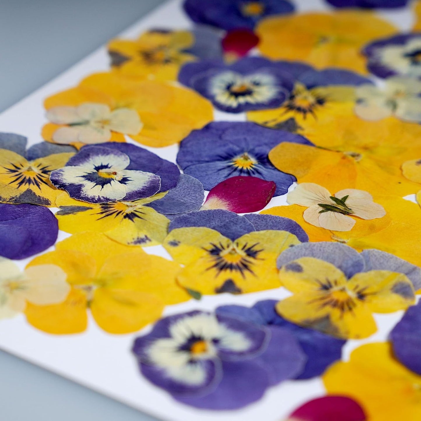 48 Pcs Mix Dried Pansy Flowers for Cake Topper Decoration, AHTONG Dried Pressed Flowers for Resin Jewelry Making Soap and Cupcake Decor(Pansy)