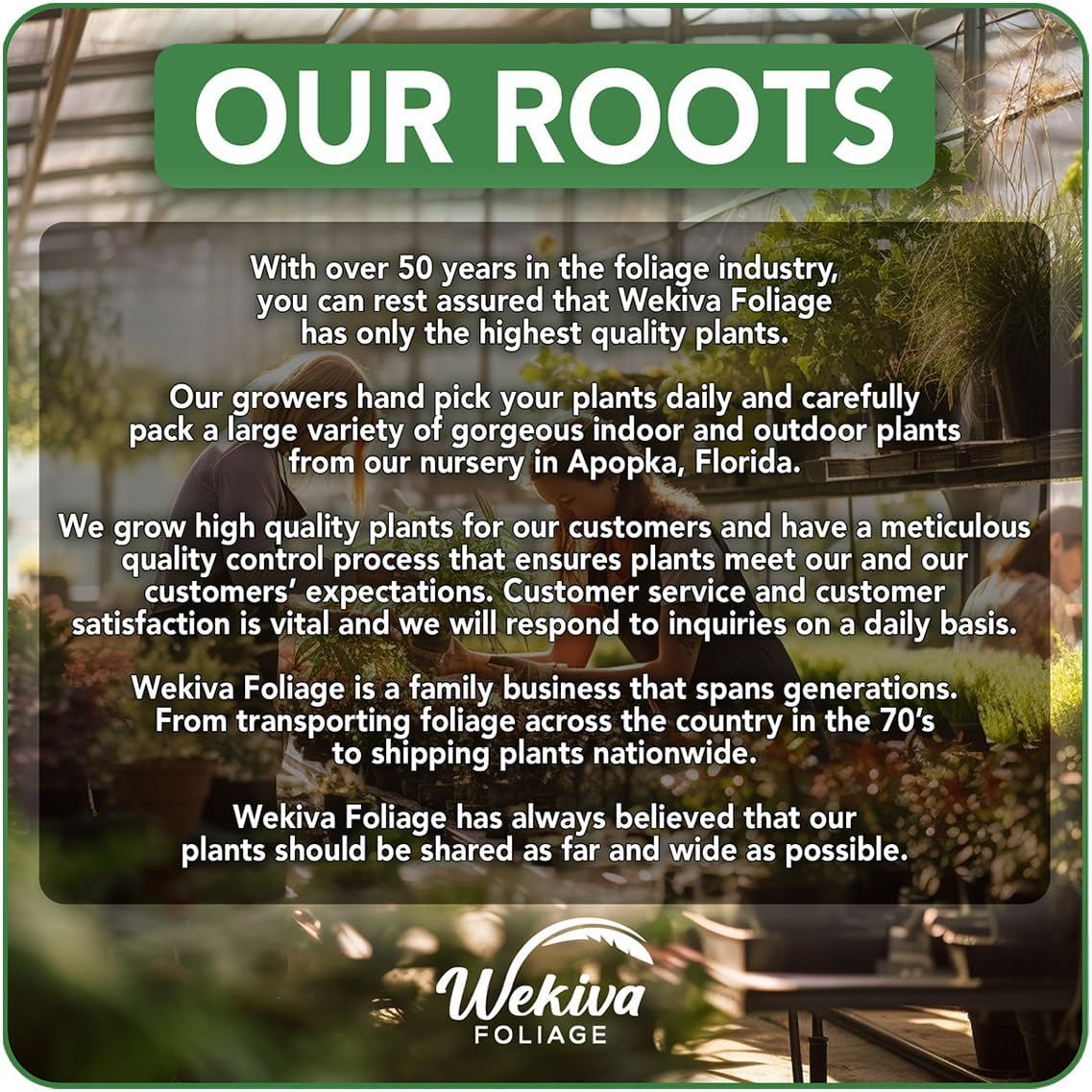 Fignomenal Fig Tree - 4 Live Starter Plants - Ficus Carica - Edible Fruit Tree for The Patio and Garden