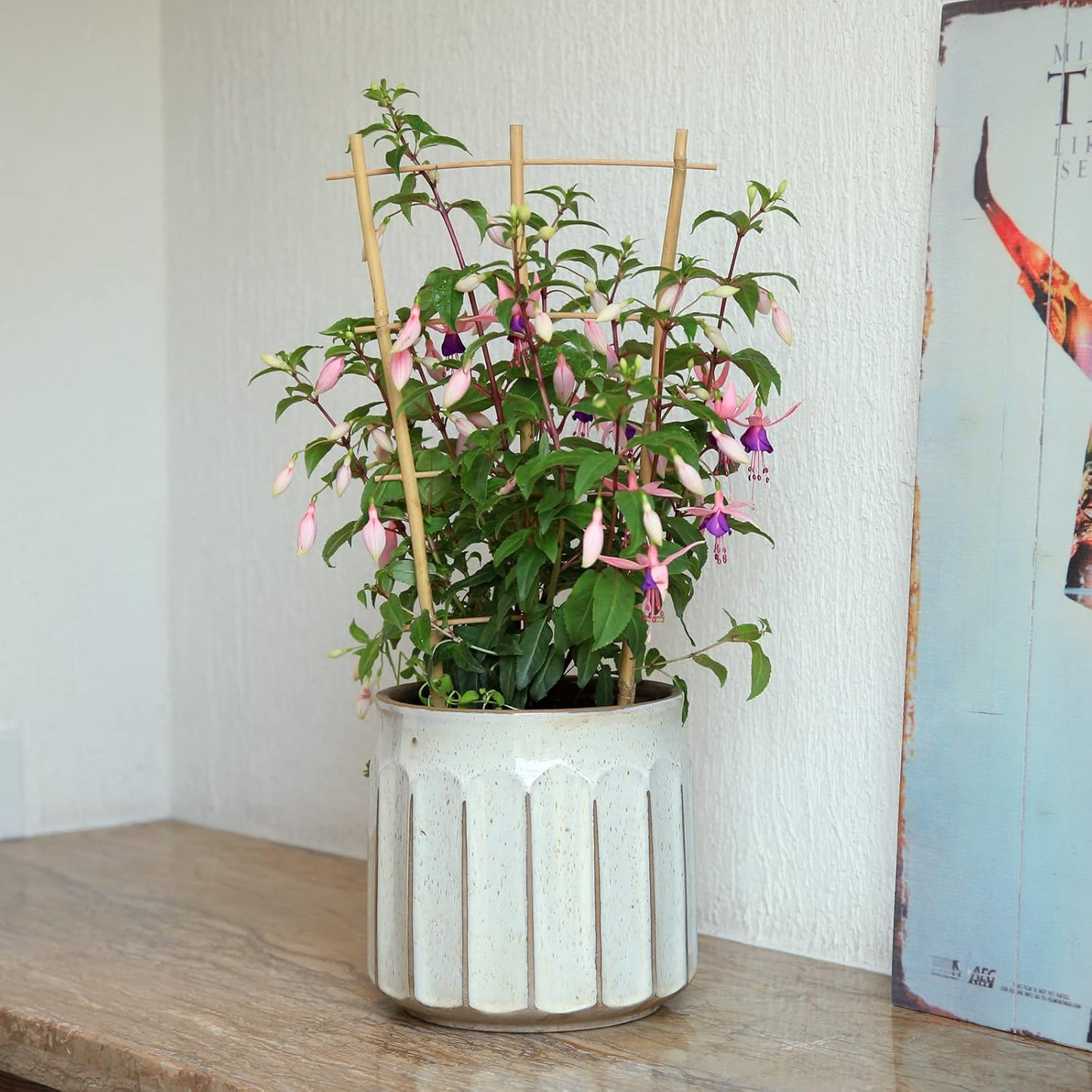 3Pack Bamboo Trellis 16 Inch Fan Shaped Small Plant Trellis for Indoor Potted Plants Climbing Monstera Orchid Vine Hoya Houseplant