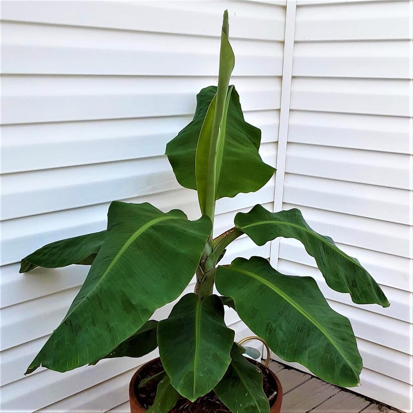Dwarf Cavendish Banana Plant (Musa acuminata 'Dwarf Cavendish') - Indoor/Outdoor Edible Fruit Tree - Fast Growing, Grows Up to 7 Feet Tall