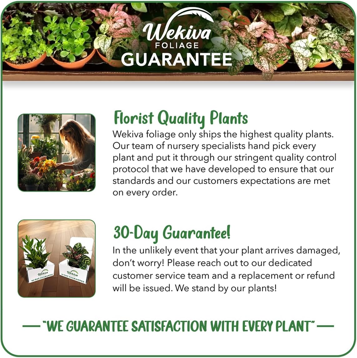 Kadota Fig Tree - 4 Live Starter Plants - Ficus Carica - Edible Fruit Tree for The Patio and Garden