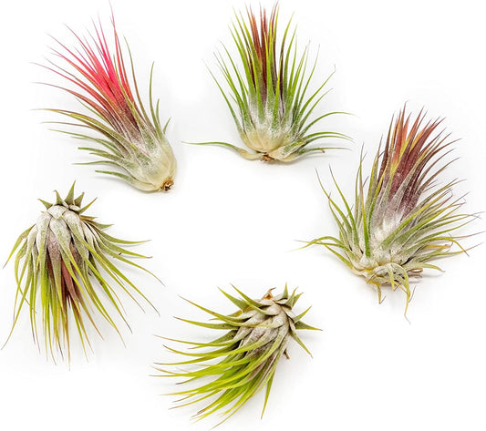5 Pack Large Air Plants Tillandsia Ionantha Guatemala - Live Succulent House Plants - Available in Wholesale and Bulk - Home and Garden Decor - Easy Care Indoor and Outdoor Plants (Pack of 5)