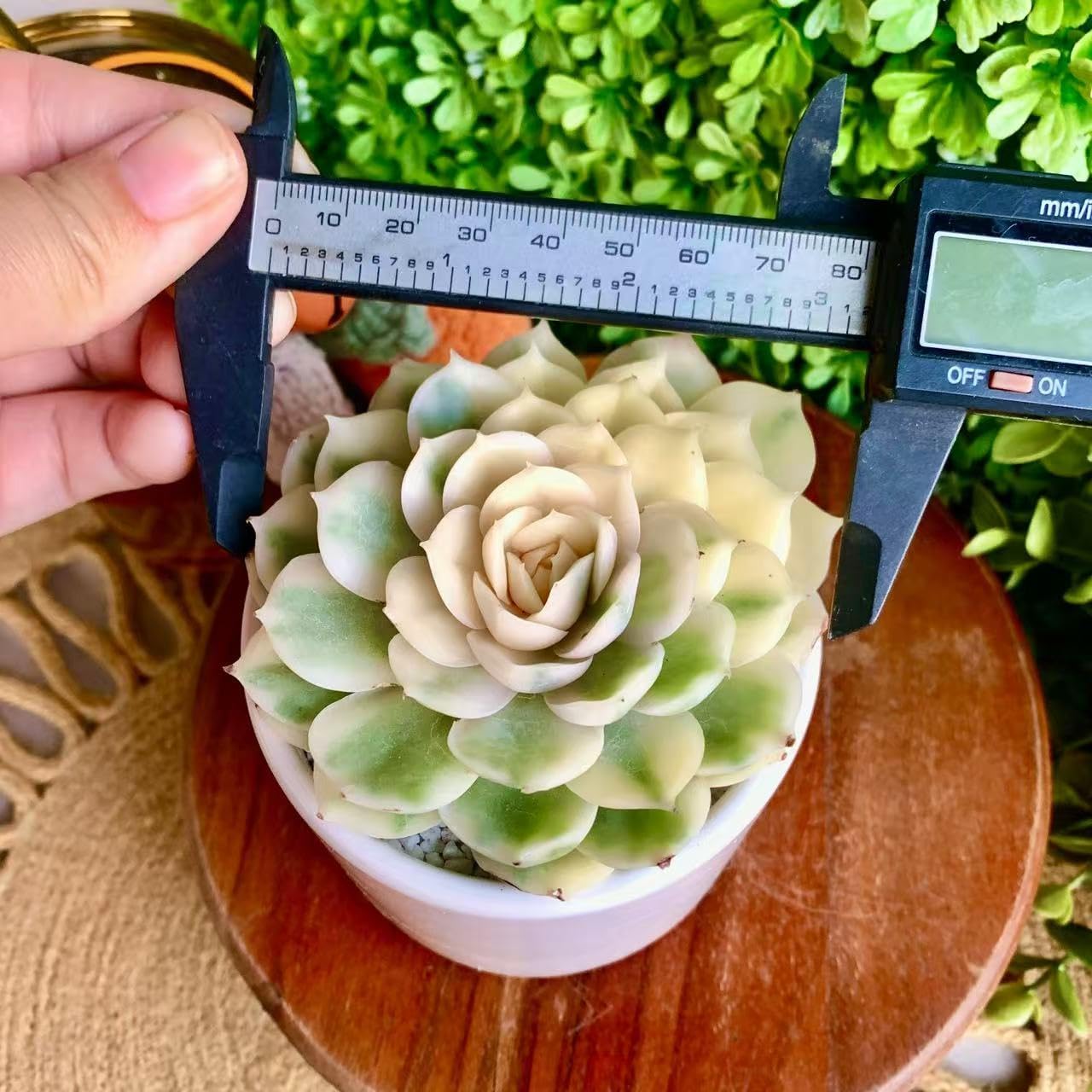 FWPP Live Succulents Plants,Echeveria Onslow Variegated 3.2 inches Mini Indoor Plants,Bare Root Without Pot Soil Live Plant,Succulents Plants Live for Gift Party Wedding Garden Baby Shower DIY Decor
