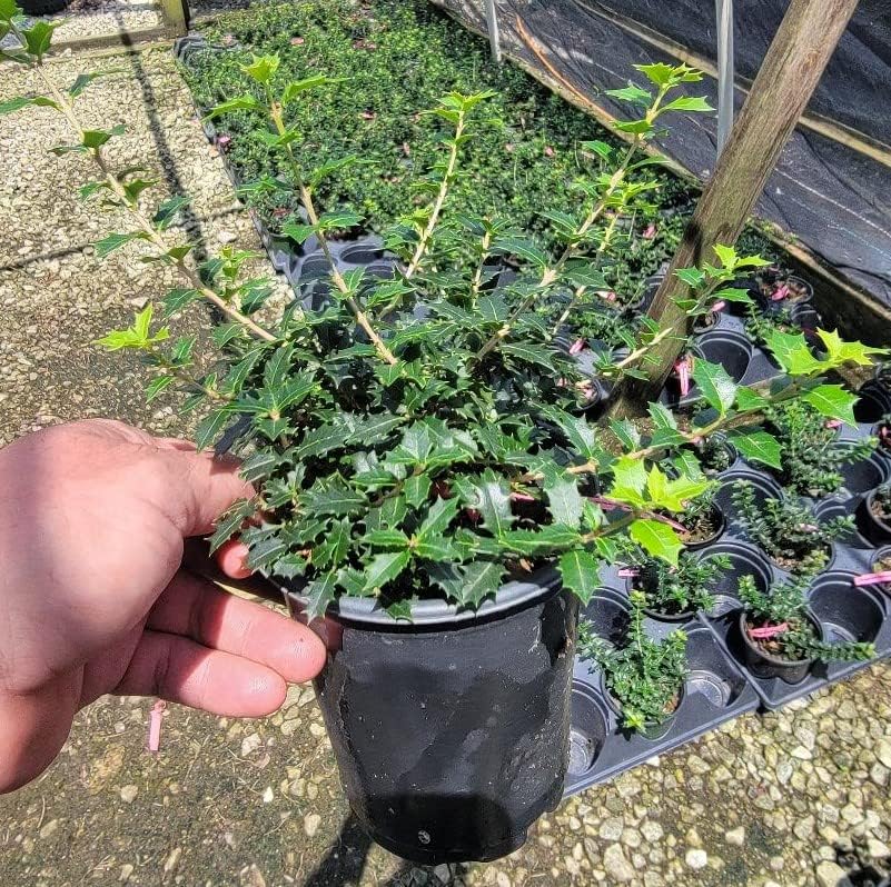 Fragrant Princess Dwarf Tea Olive ( 'Kaori Hime' osmanthus ) - Live Plant - Quart Pot