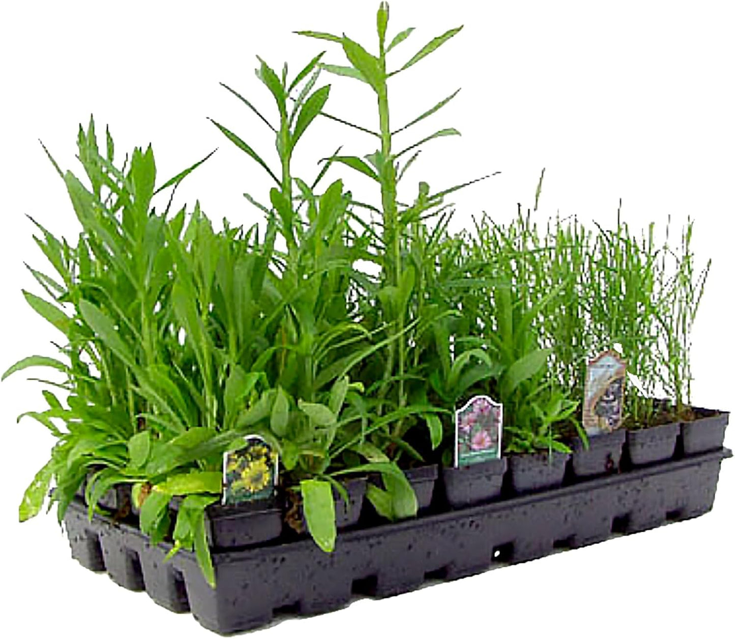 32 Live Outdoor Native Plants for Full Sun from My Home Park – Includes Aromatic Aster, Blue Mistflower, Lanceleaf Coreopsis, Mountain Mint & Purple Coneflower – Not Seeds – Easy to Grow Perennials