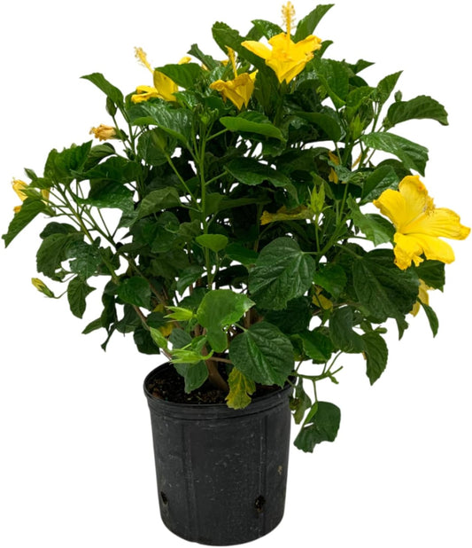 Hibiscus Live Plant - Yellow Hibiscus Bush - Flowering Plants - Yellow Ft. Myers - Overall Height 26" to 28" - (Plant Only)…