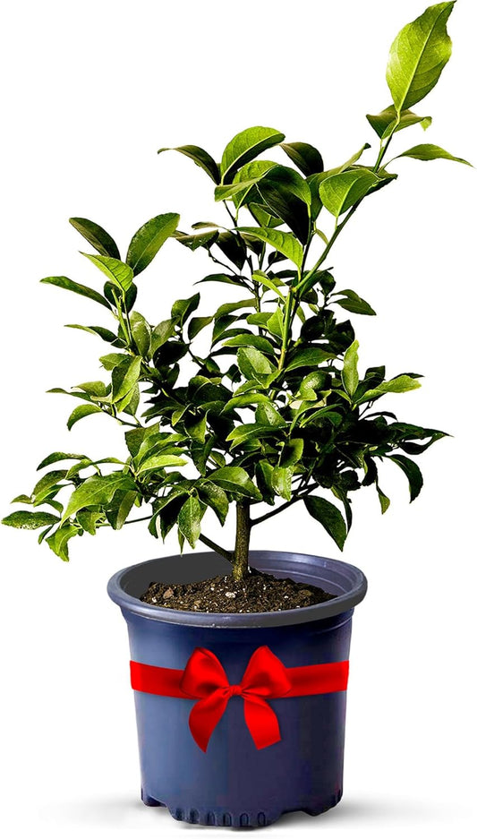 Key Lime Live Tree Indoor Plants Outdoor 18-22" Tall - Fruit Trees, Key Limes Tree Outdoor Patio Cannot Ship: CA/AZ/TX/LA – Potted Indoor Fruit Trees Live Plants, Plant Lover Gifts by Via Citrus