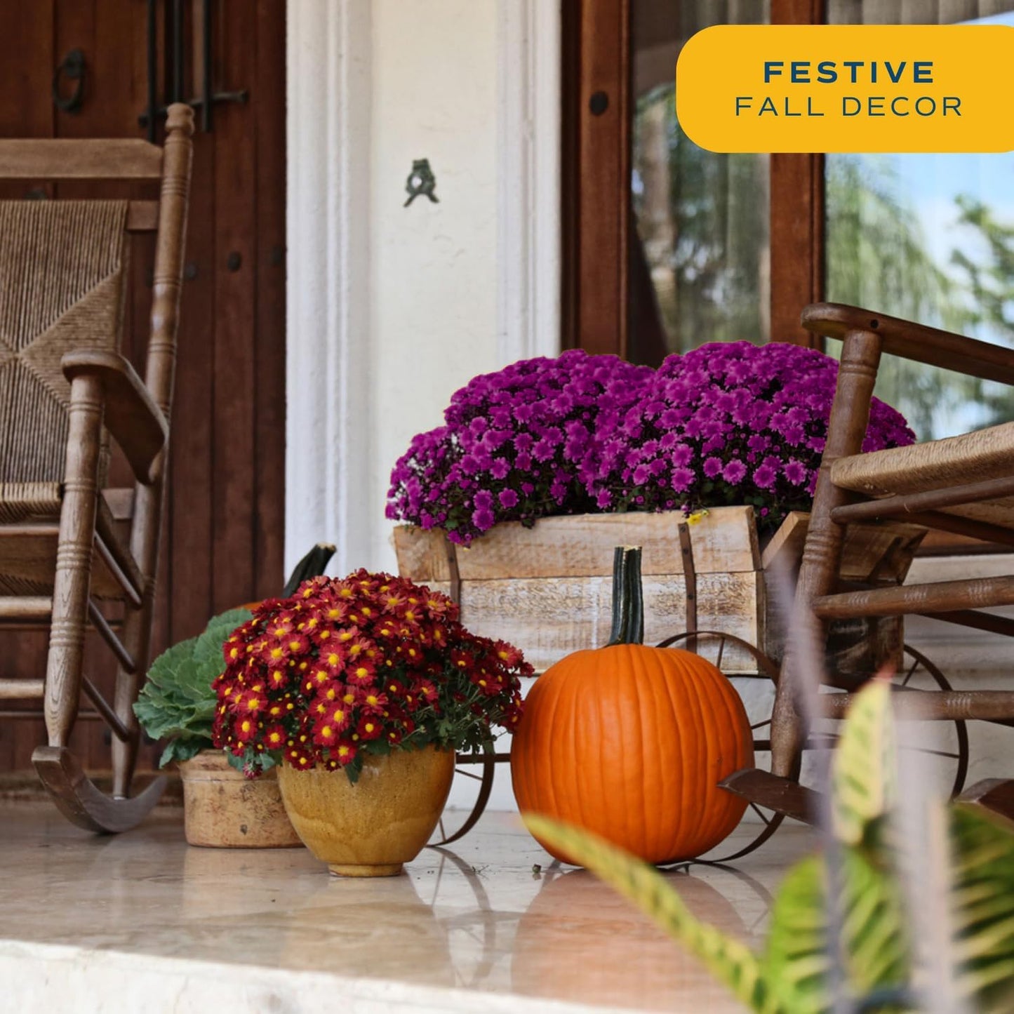 Costa Farms Live Plants – Fall Mums 2-Pack (Purple) in Color Pot | 3 Qt. Seasonal Houseplants & Outdoor Flowers for Porch, Patio, or Garden | Ships in Bud Form for Longer Bloom