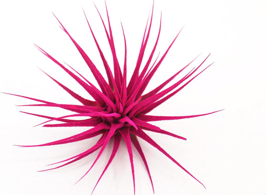 Dyed Tillandsia Ionantha Guatemala Enhanced Colored Colorful Air Plant Live Easy Care Indoor Outdoor Home Decor Gift Airplant by Awesome Industries Live Arrival Guaranteed (Pink)