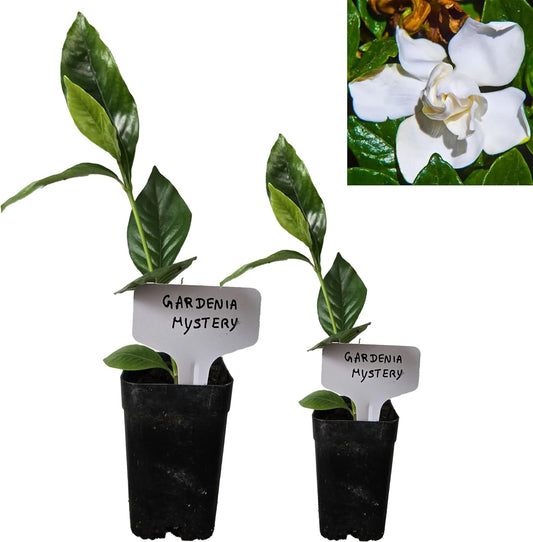 Gardenia Mystery - Gardenia Jasminoides. Hardy Evergreen Shrub with Large, Sweetly Fragrant White Flowers, Ideal for Landscaping and Container Gardening (2 Gardenia Mystery Plants in Sac)