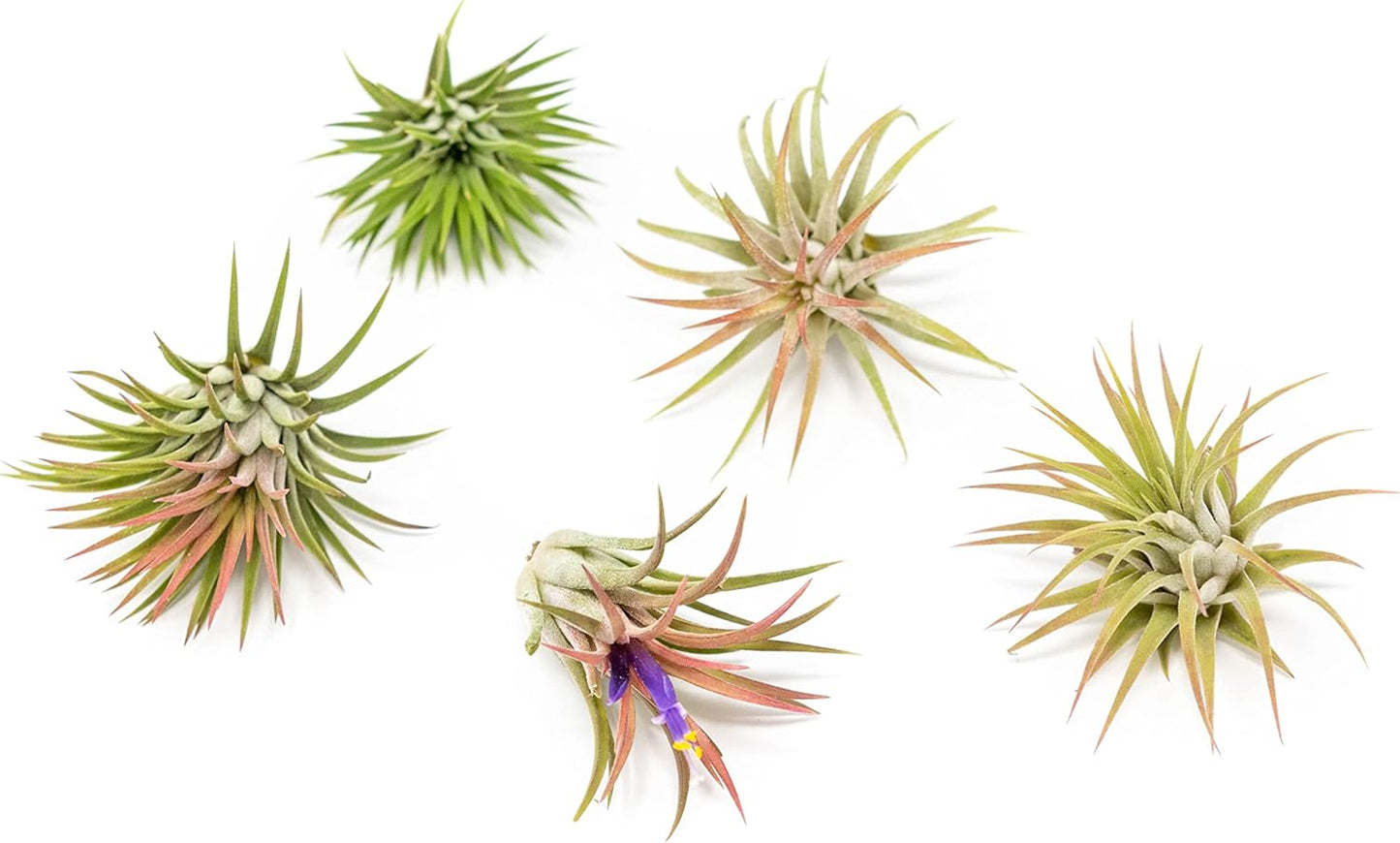 12 Pack Air Plants Ionantha Mexican-Colors and Shape Varies Due to Seasonality-Live Tillandsia Succulent for House Air Plants Holder-Available in Wholesale and Bulk-Easy Care Indoor and Outdoor Plants