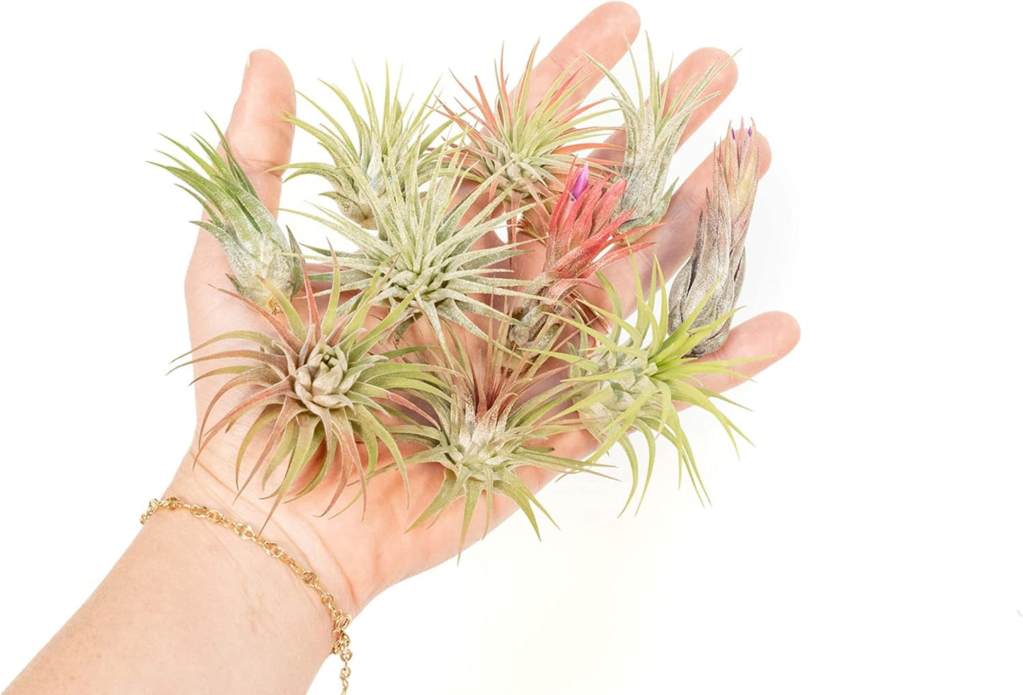 12 Pack Assorted Ionantha Air Plants - Wholesale and Bulk - Succulents - Live Tillandsia - Easy Care Indoor and Outdoor House Plants