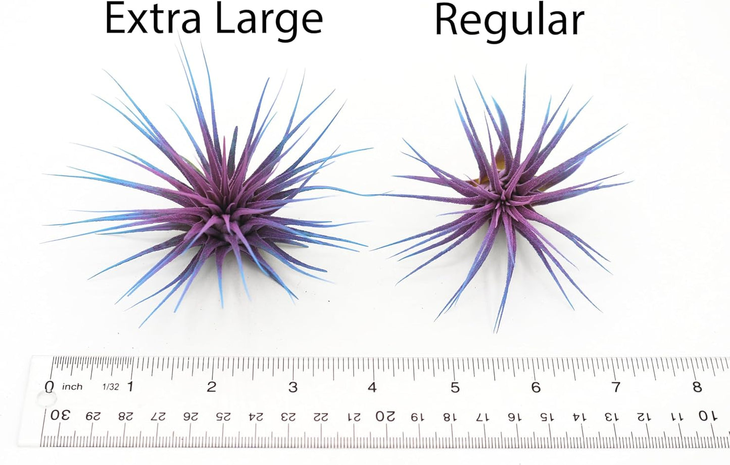 Dyed Tillandsia Ionantha Guatemala Enhanced Colored Colorful Air Plant Live Easy Care Indoor Outdoor Home Decor Gift Airplant by Awesome Industries Live Arrival Guaranteed (Sunrise)