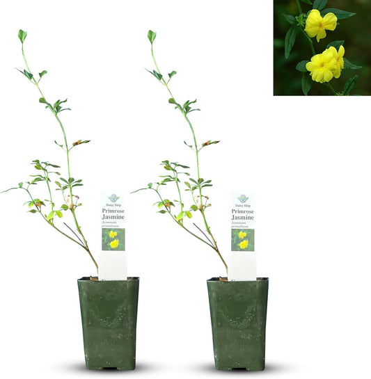 Primrose Jasmine (Jasminum Mesnyi) Live Plant - Fragrant Yellow Blooms. Japanese, Chinese, Asian. Indoor, Outdoor Shrub (4 prim jas Cups)