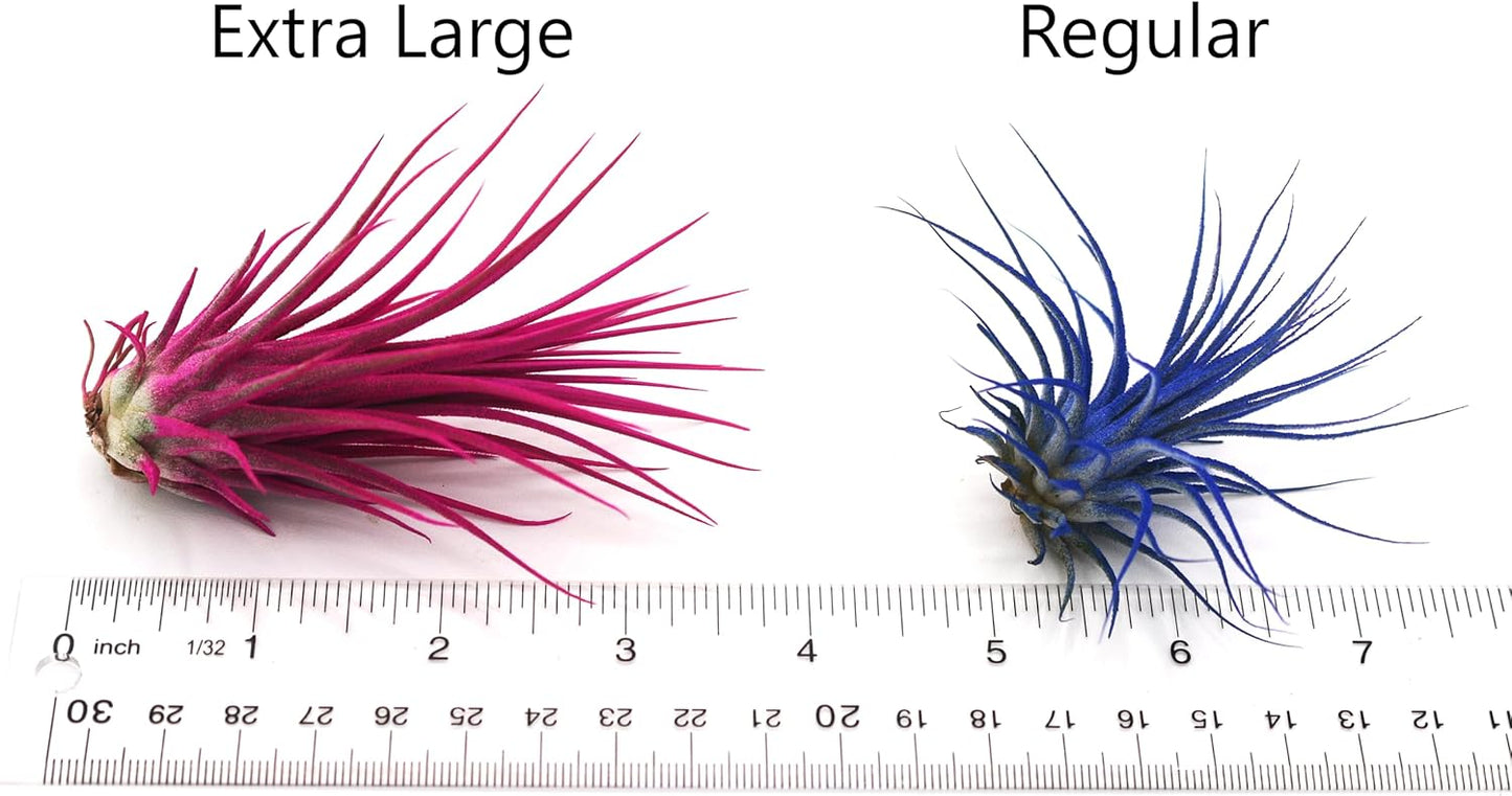 Dyed Tillandsia Ionantha Guatemala Enhanced Colored Colorful Air Plant Live Easy Care Indoor Outdoor Home Decor Gift Airplant by Awesome Industries Live Arrival Guaranteed (Twilight)
