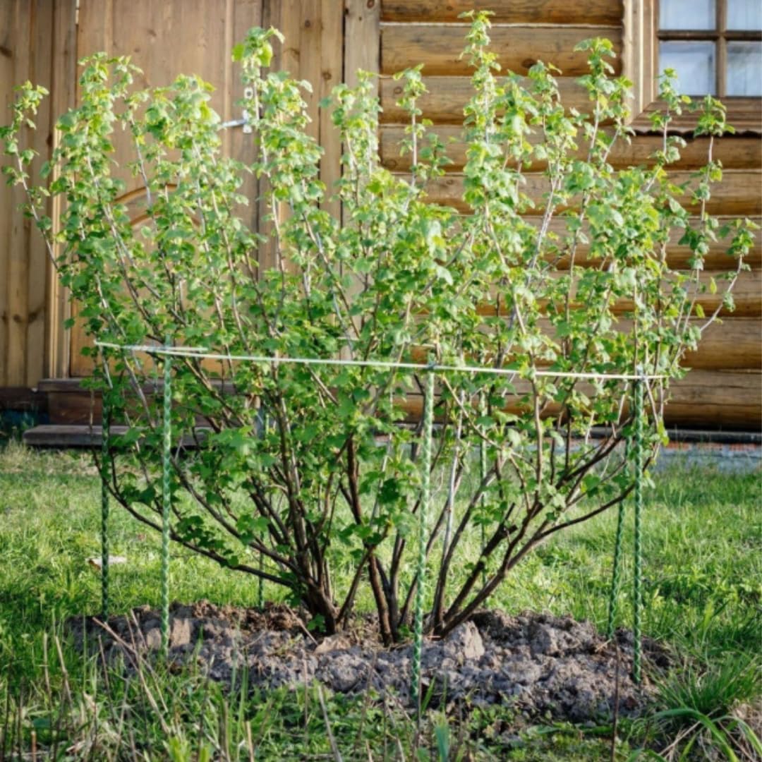 Fiberglass Eco Friendly Garden Stakes (Choose Height/Quantity) – Durable, Lightweight, Tomato, Tree, Strawberry, Plant, Support Fencing Stakes with Patterned Surface 5/16" Diameter (100, 5)