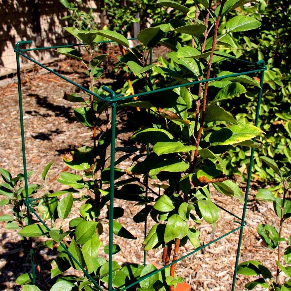 Green Square Folding Tomato Cage Plant Support Stake Tower 12 inch by 46 inch, Pack of 2 Sets