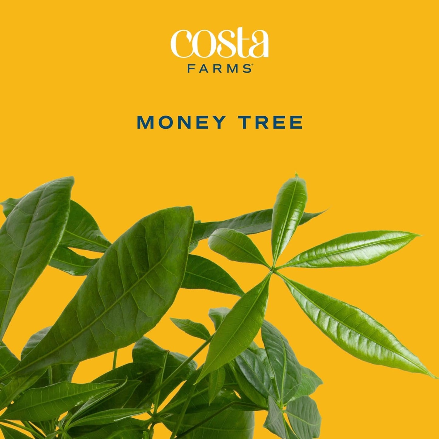 Costa Farms Money Tree Live Plant | 8-10 Inches Tall | Easy to Grow Indoor Houseplant in 2.5 Inch Plant Pot | Live Bonsai Home, Office, or Room Decor | Garden, Birthday, and Housewarming Gift