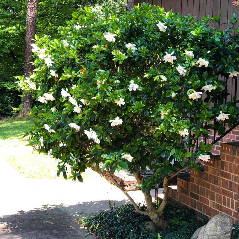 Gardenia Veitchii - Everblooming - Gardenia Jasminoides. Fragrant Evergreen Shrub with Glossy Foliage and Pure White Blooms, Perfect for Pots, Borders, or Gardens (2 Gardenia Veitchii Plants in Cup)