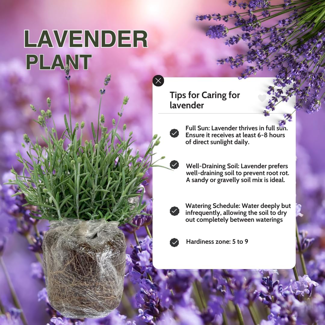 4 Lavender Plants Live, Purple Live Lavender Plant Indoor Outdoor, 5 to 8 Inch Tall Herb