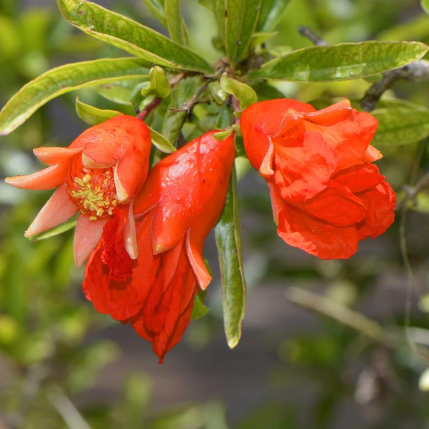 Live Pomegranate 'Wonderful' Plants (Punica Granatum 'Wonderful') - Fruit-Bearing, Drought-Tolerant, Easy to Grow (2 stevia sacs)