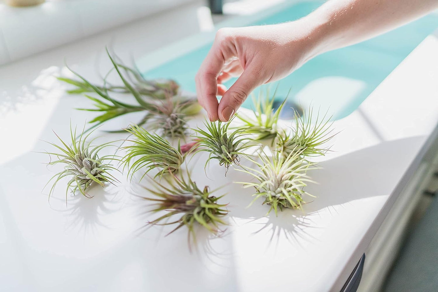 12 Pack of Classic Air Plants Variety - Live Succulent House Plants - Available in Wholesale and Bulk - Home and Garden Decor - Easy Care Indoor/Outdoor Air Plant