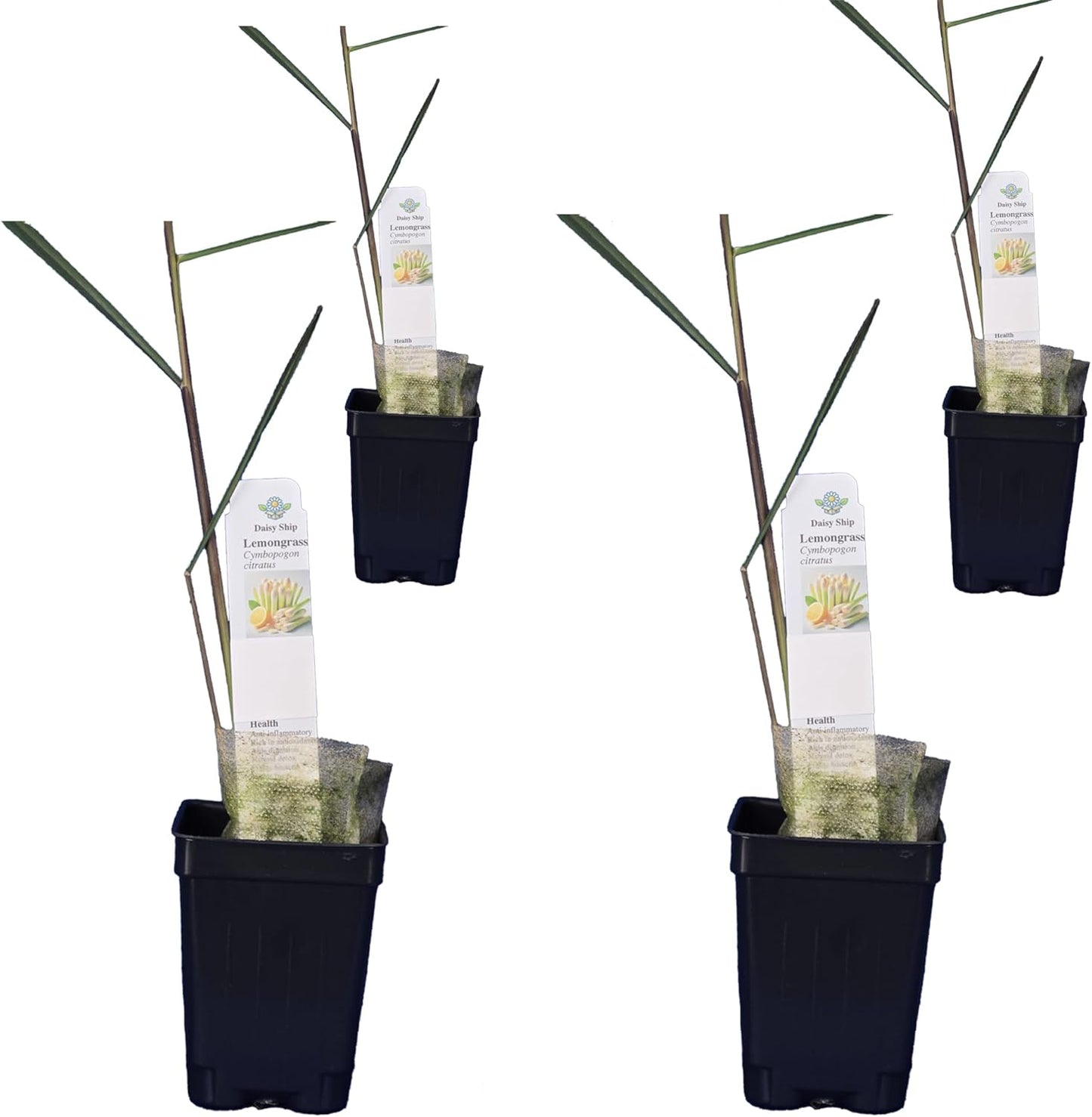 Lemongrass - Cymbopogon citratus. Live Plant. Fragrant, Fresh, Edible. Easy Grow. Indoor/Outdoor. (4 Lemongrass in Cup)