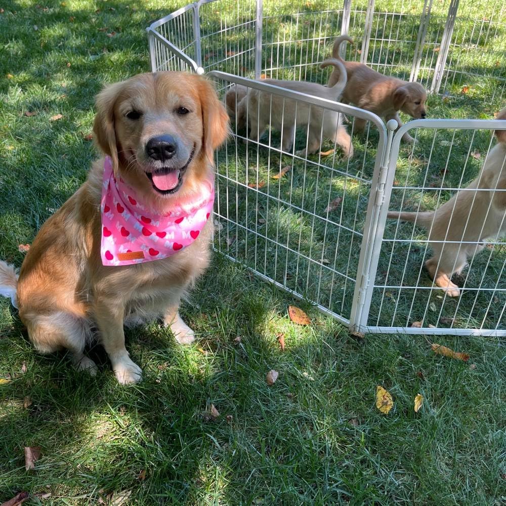 FXW Garden Fence Outdoor for The Yard – 24in(H) x 91.3ft(L) Heavy Duty Metal Animal Barrier for Dog and Rabbit, Decorative Dog Fence, 48 Panels, White