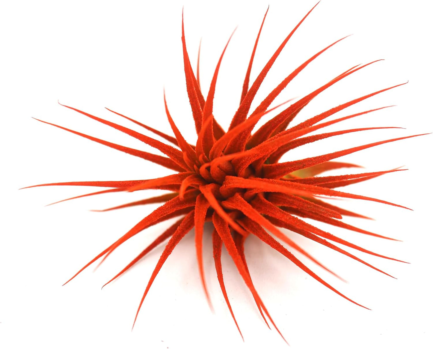 Dyed Tillandsia Ionantha Guatemala Enhanced Colored Colorful Air Plant Live Easy Care Indoor Outdoor Home Decor Gift Airplant by Awesome Industries Live Arrival Guaranteed (Orange)