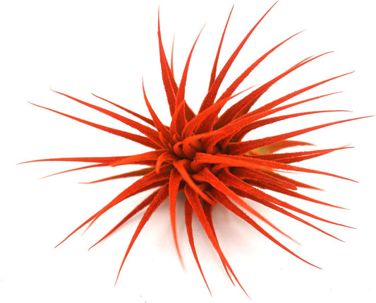 Dyed Tillandsia Ionantha Guatemala Enhanced Colored Colorful Air Plant Live Easy Care Indoor Outdoor Home Decor Gift Airplant by Awesome Industries Live Arrival Guaranteed (Orange)