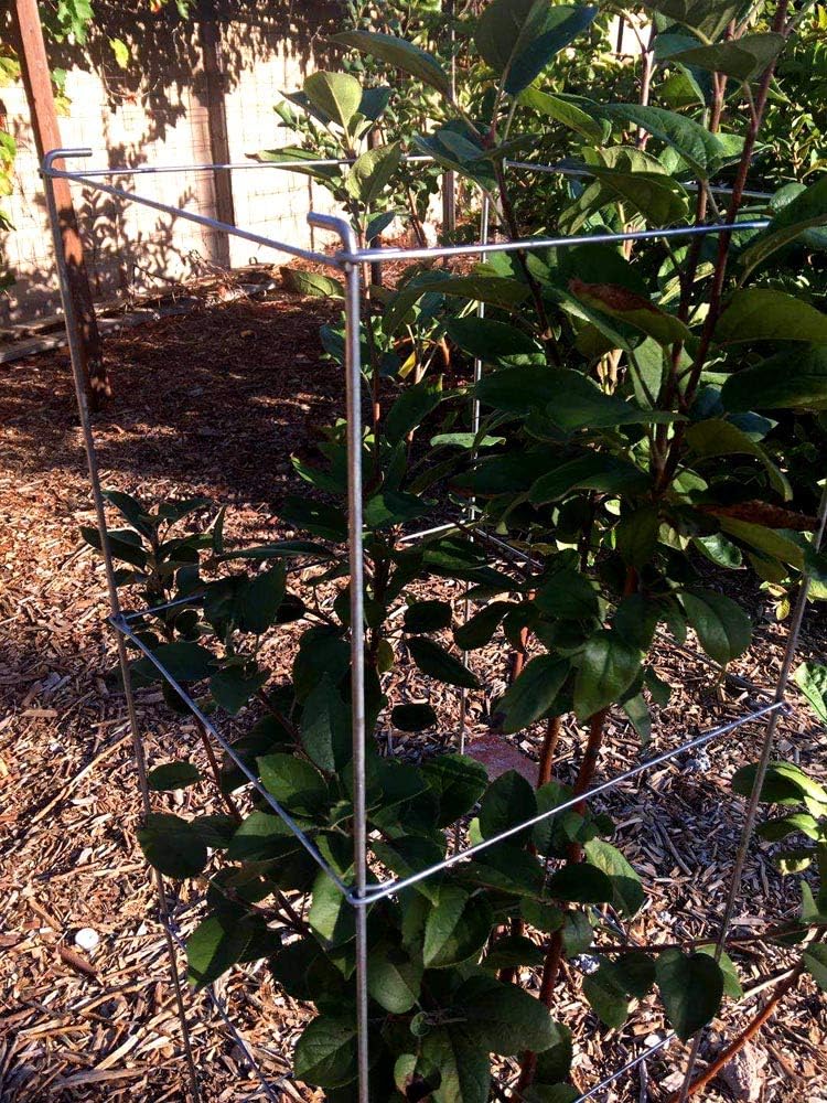 Galvanized Square Folding Tomato Cage Plant Support Stake Tower 12 inch by 46 inch, Pack of 5 Sets(