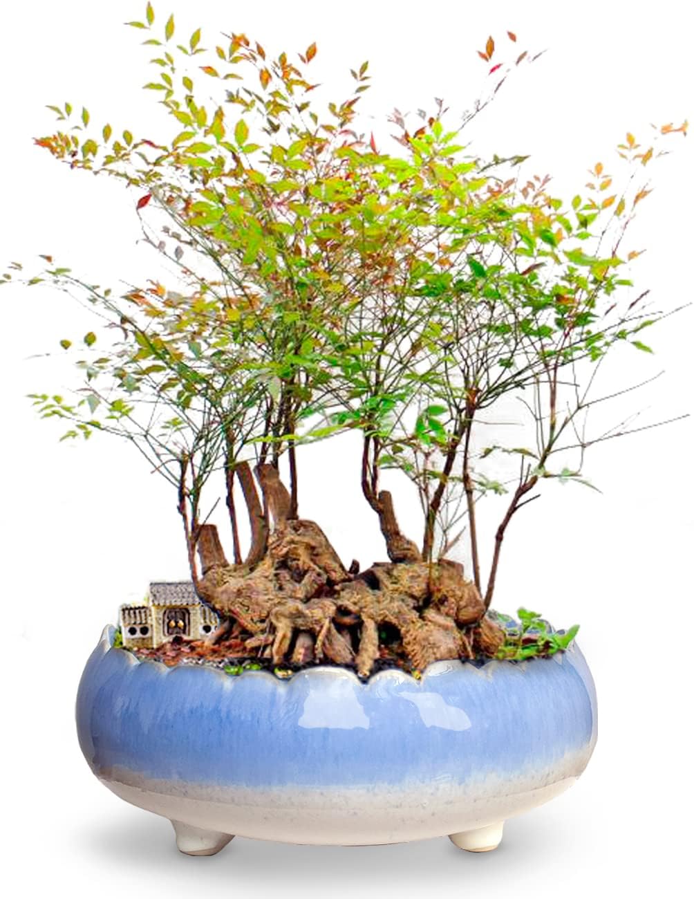 Dahlia 8.3'' Inch Large/Shallow/Wide Drip Glazed Ceramic Planter/Succulent Pot/Plant Pot, Blue