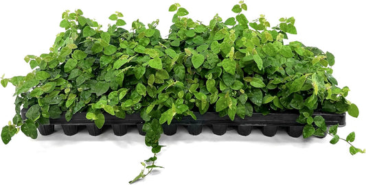 Creeping Fig Vine | 60 Live Plants | Ficus Pumila | Fast-Growing Ground Cover | Evergreen Climbing Vine for Walls & Trellises